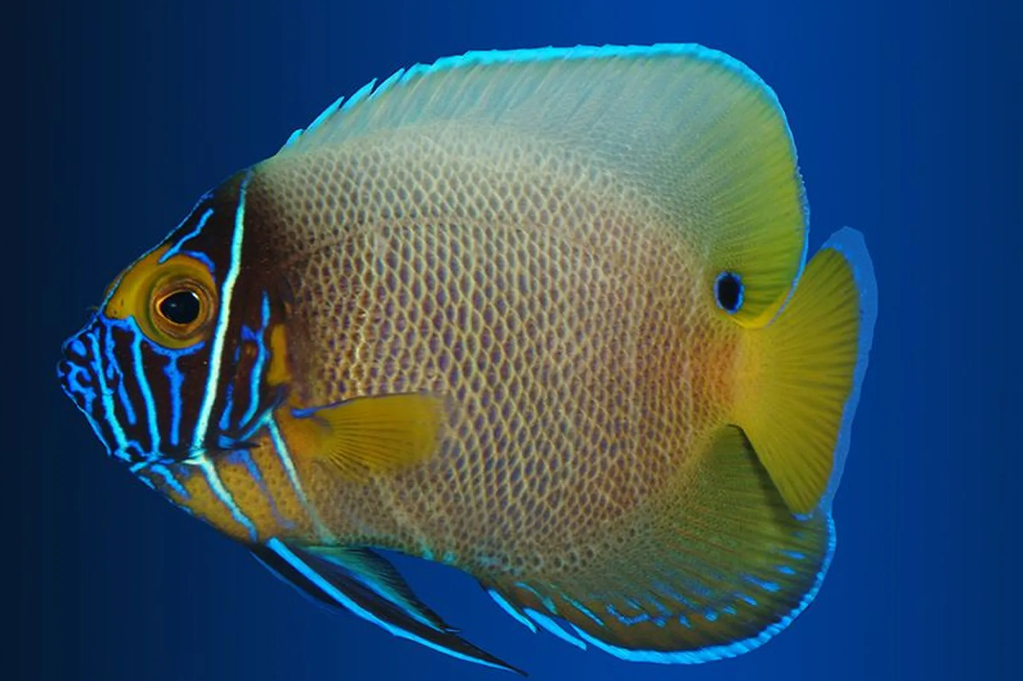 Gelbmasken-Kaiserfisch, Pomacanthus xanthometopon