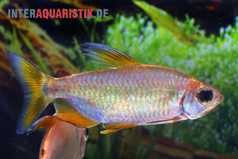 Tétra du Congo arc-en-ciel, Phenacogrammus hilgendorfi