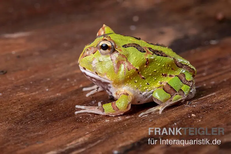 Fantasy Pacman Frog vert, Ceratophrys cornuta x Ceratophrys cranwelli