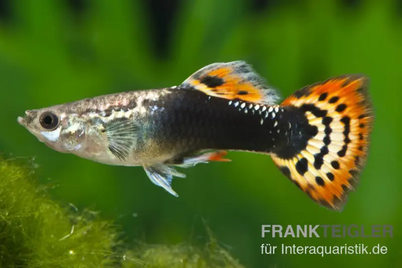 Guppy Dragon Head Tuxedo, Poecilia reticulata, par couple