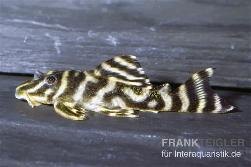 Pléco tigre de l'Orénoque, L199, Hypancistrus furunculus, 5-6 cm