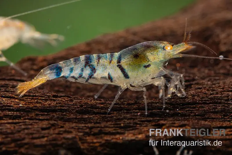 Crevette tigre Golden Eye, Caridina sp.
