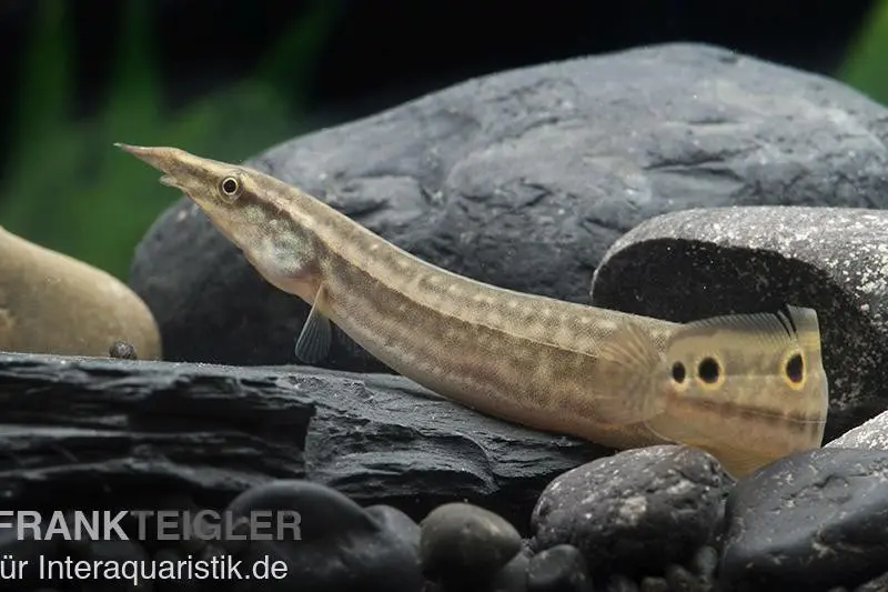 Anguille épineuse paon, Macrognathus siamensis
