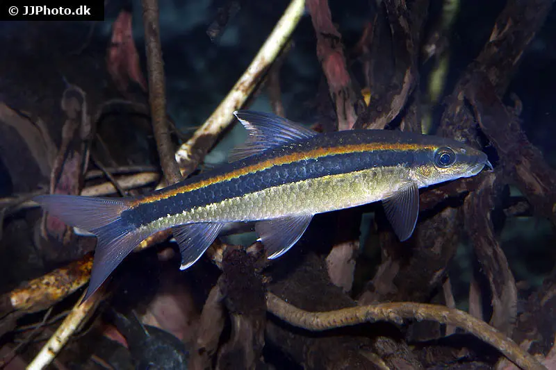 Mangeur d’algues à belles nageoires, Epalzeorhynchus kalopterus