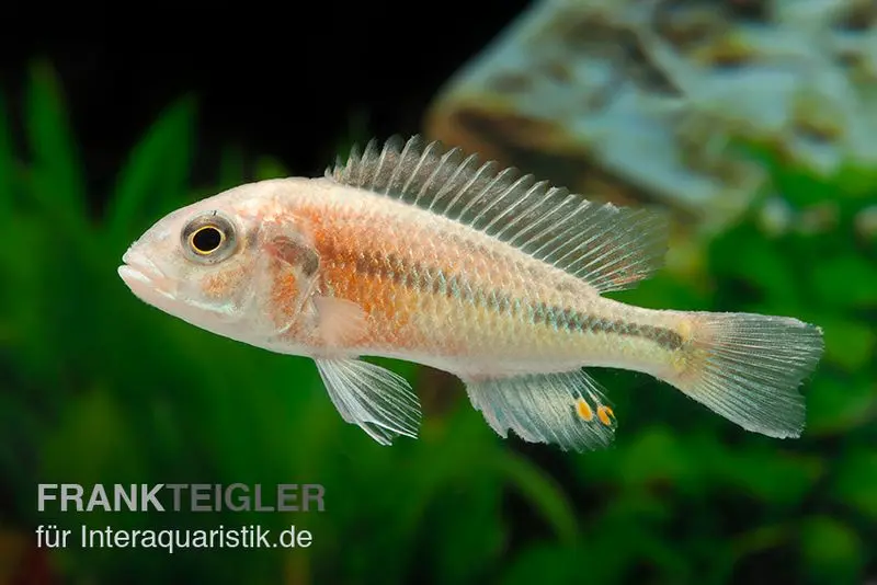 Haplochromis spec. HIPPO POINT SALMON, élevage allemand