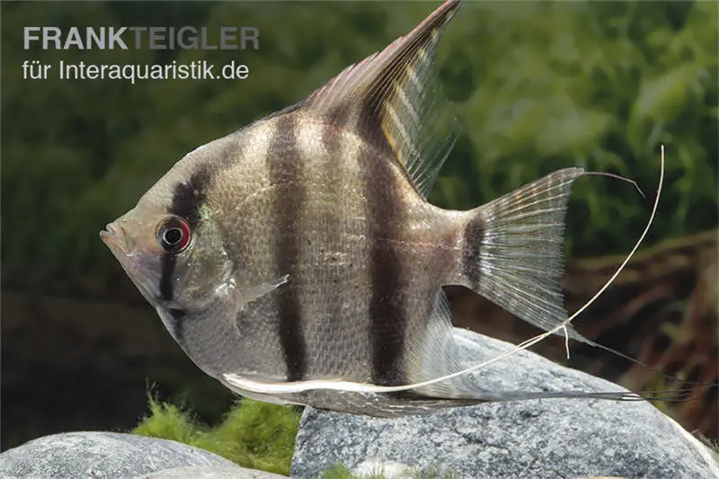 Scalaire clair, Pterophyllum scalare hell, élevage allemand, 4-6 cm