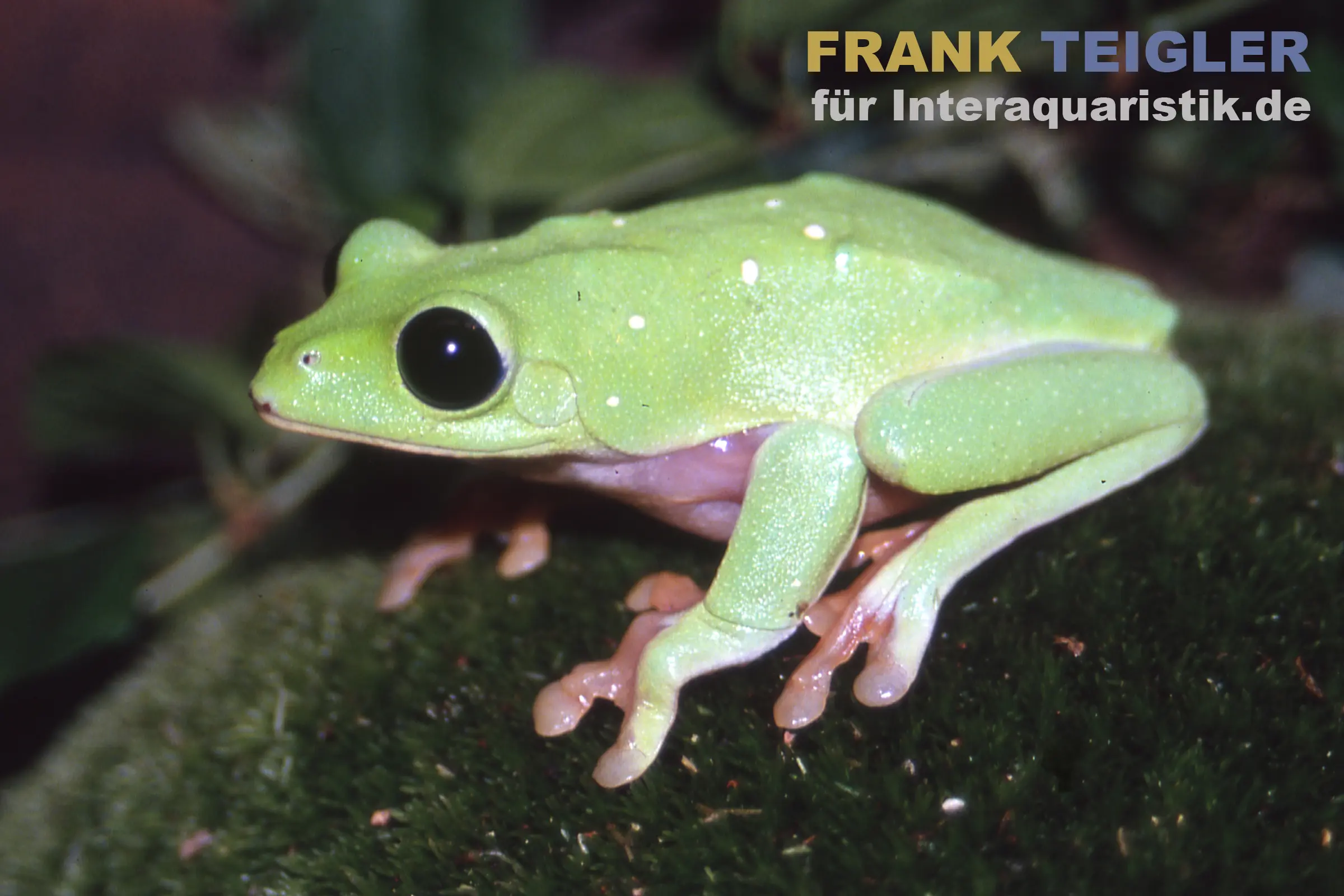 Rainette à yeux noirs, Agalychnis moreletii