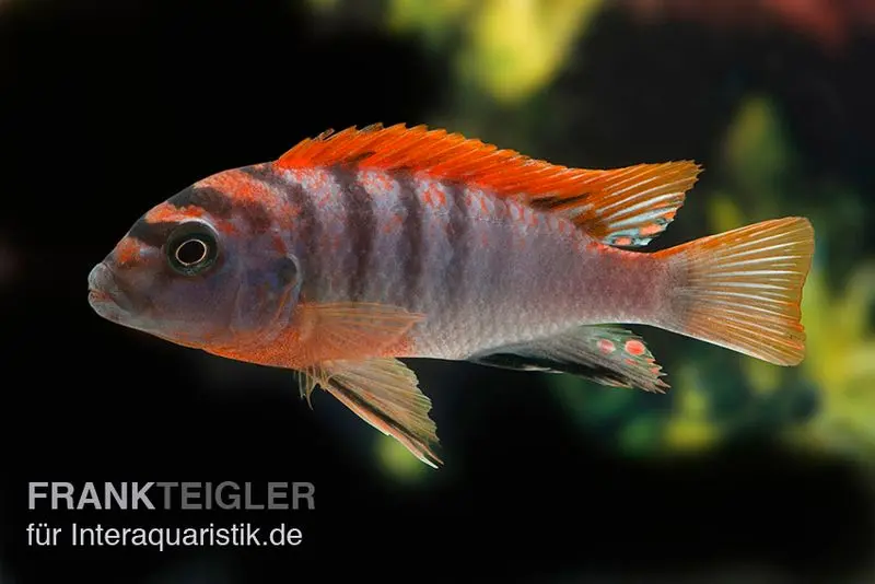 Labidochromis hongi « Red Top Schweden », extra rouge, élevage allemand