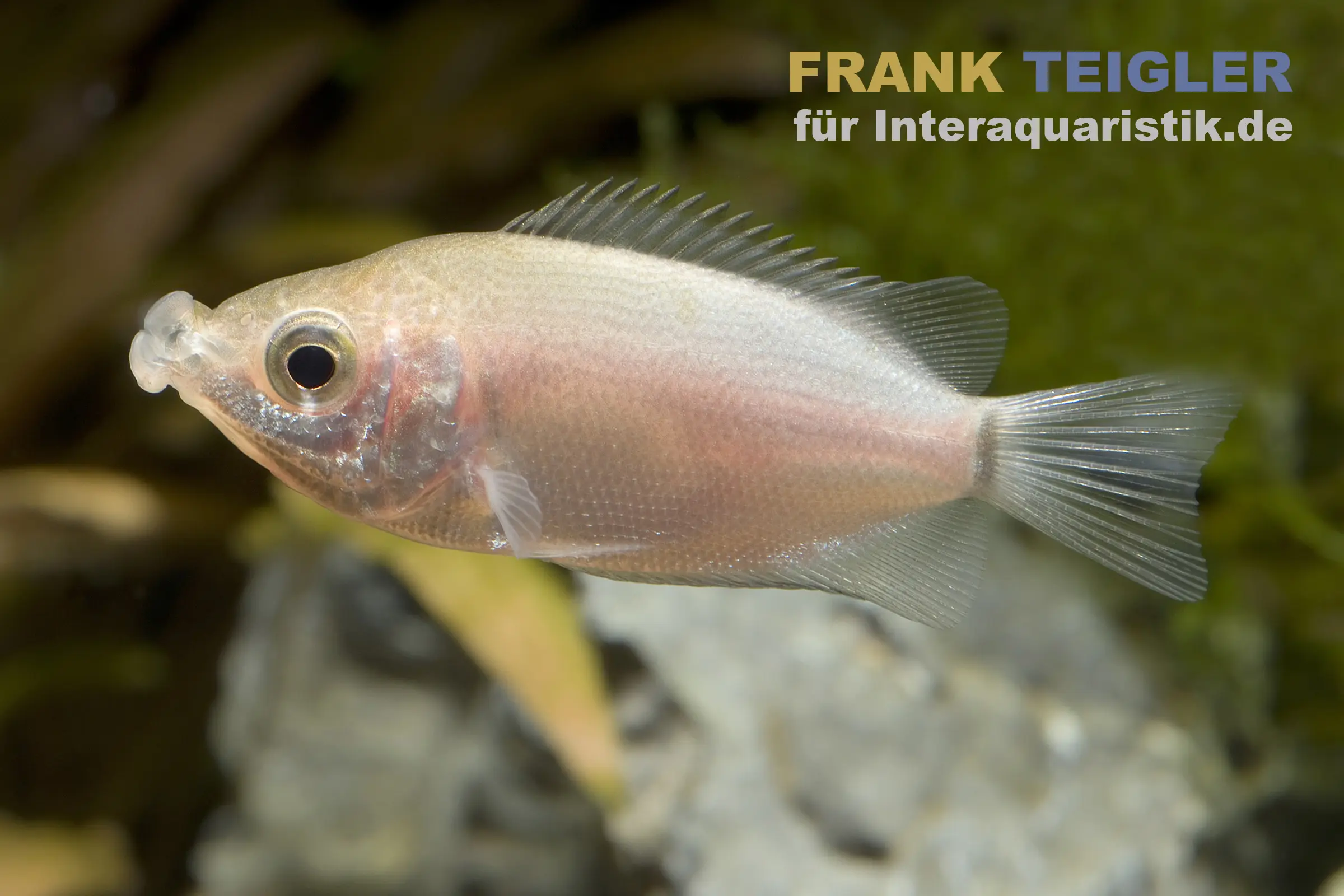 Gourami embrasseur, Helostoma temminckii