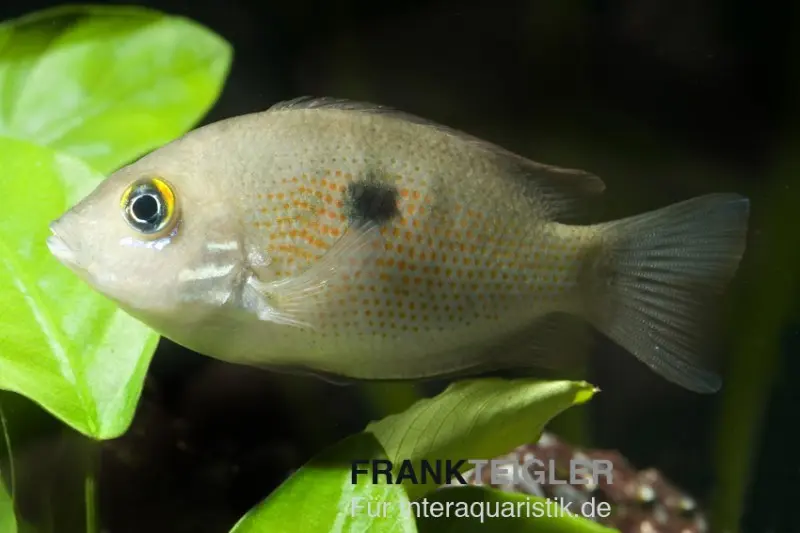 Cichlidé indien, Etroplus maculatus