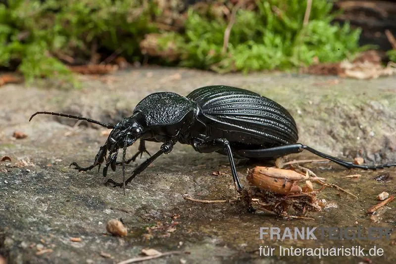 Coléoptère tigre, Tefflus megerlei