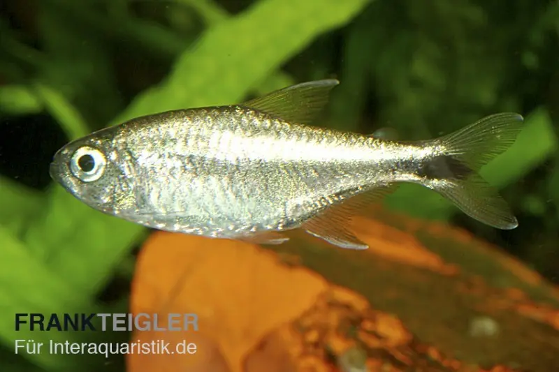 Gold-tétra, Hemigrammus rodwayi, 2-3 cm (H. armstrongi)