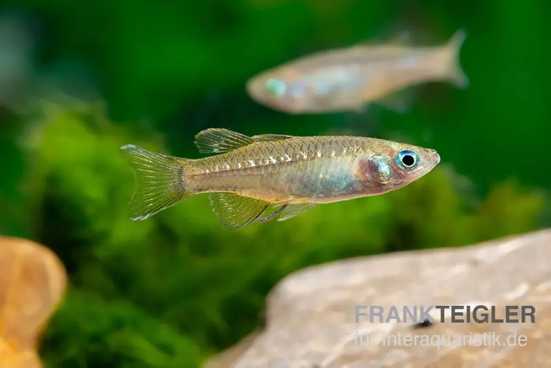 Œil-bleu nain, Pseudomugil tenellus