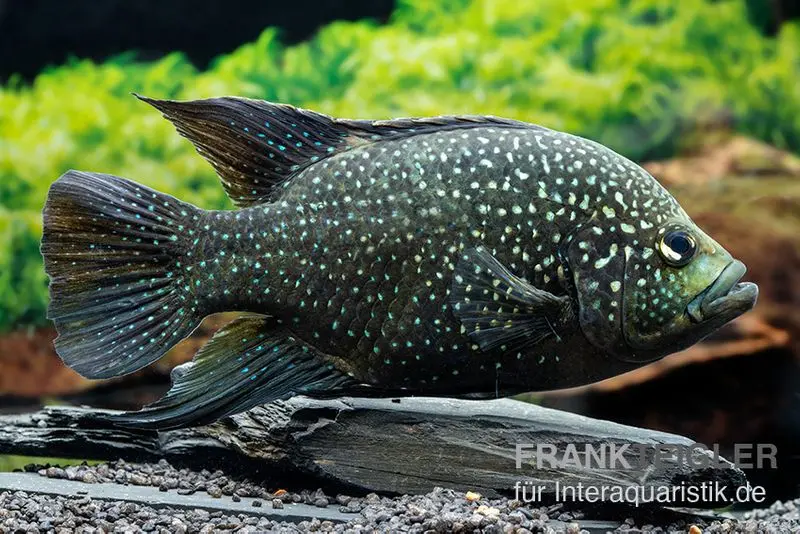 Cichlidé Marakeli, Paratilapia polleni
