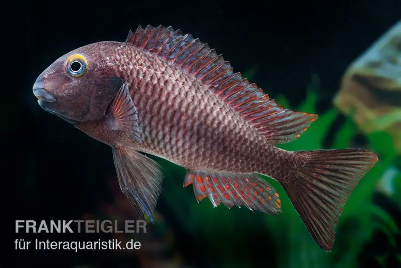 Moorii Lufubu, Tropheus moorii « Lufubu », élevage allemand