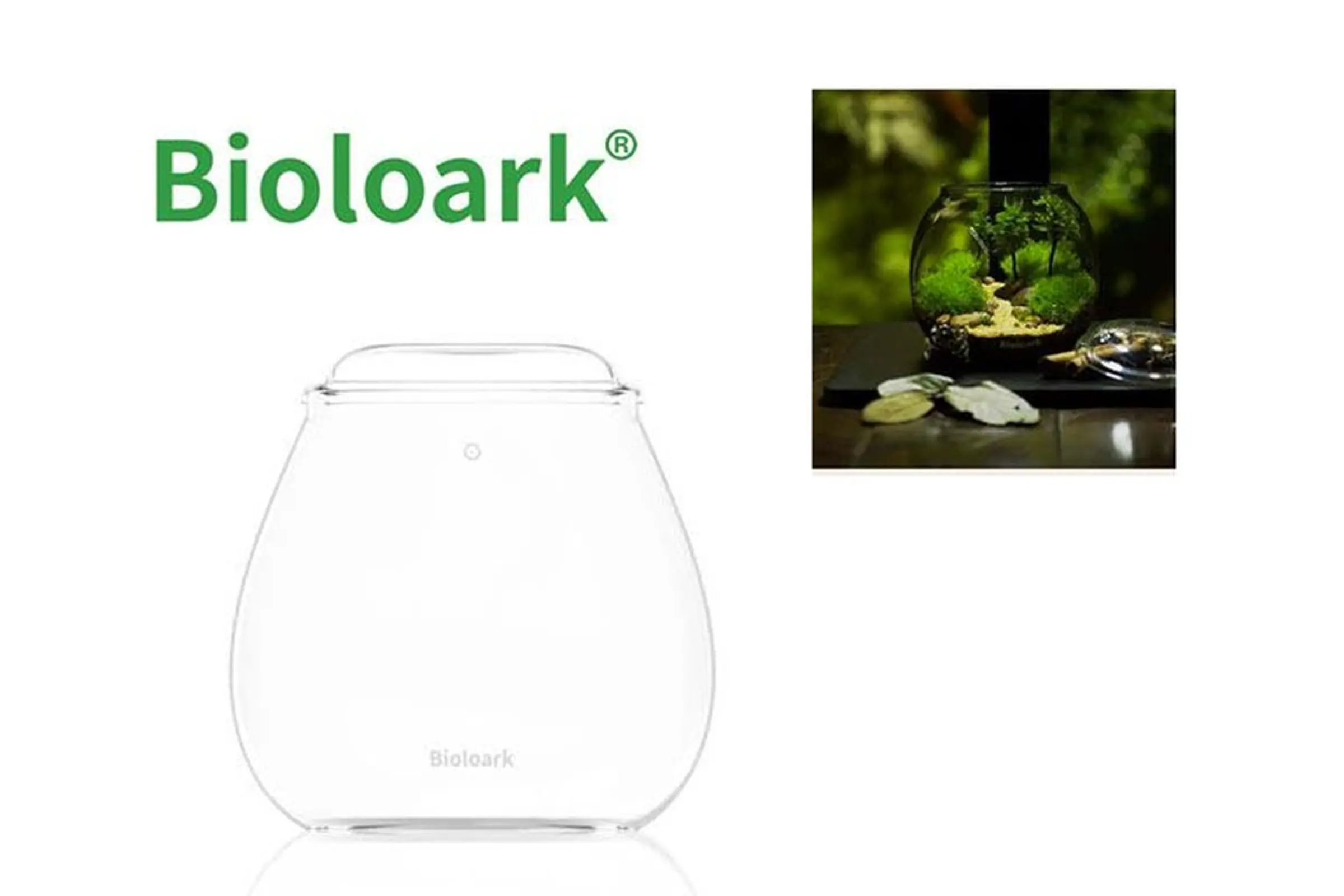 Bioloark Bubble Cup FOUR, verre Wabi-Kusa