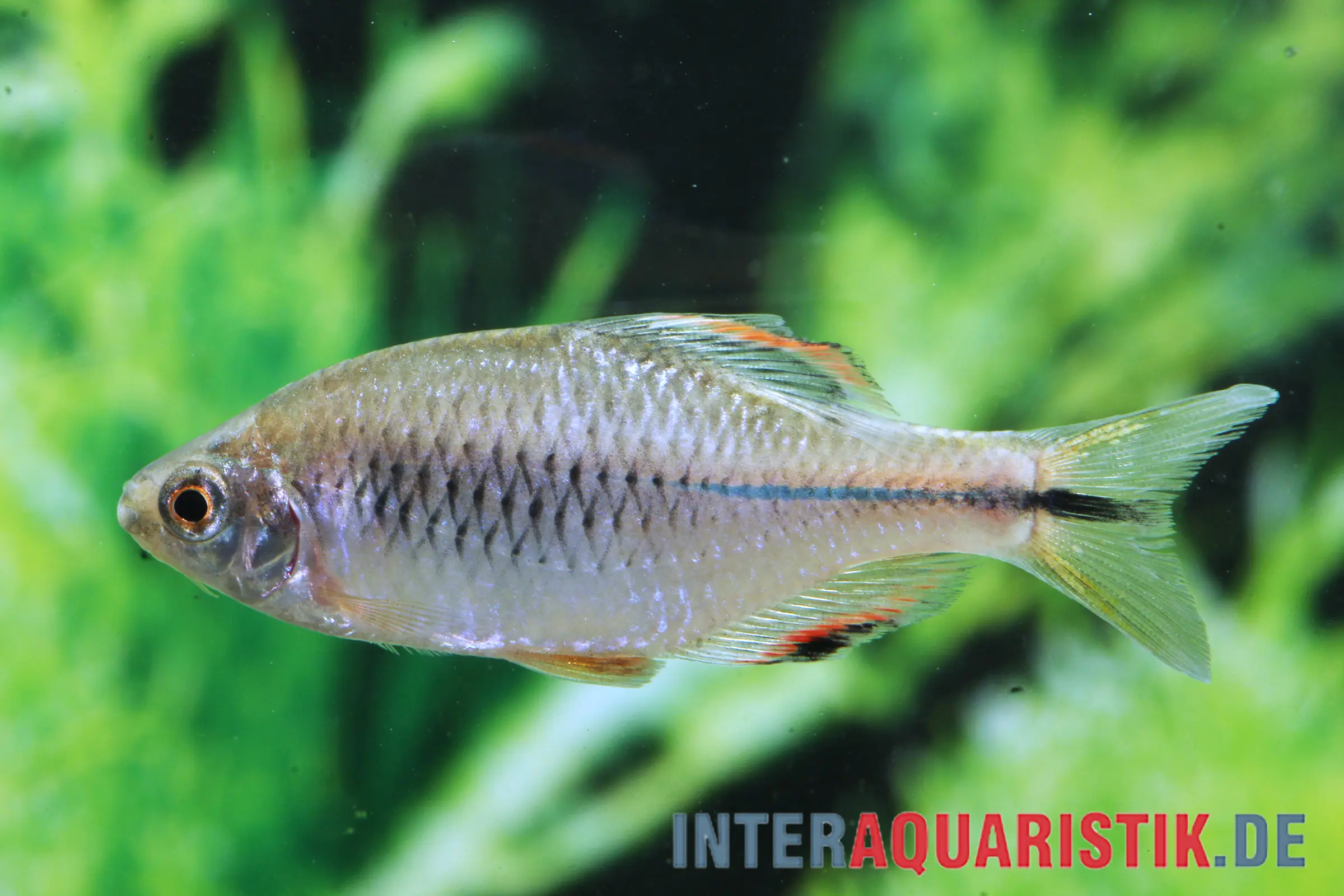 Poisson à moules perlières, Paratanakia himantegus (eau chaude & eau froide)