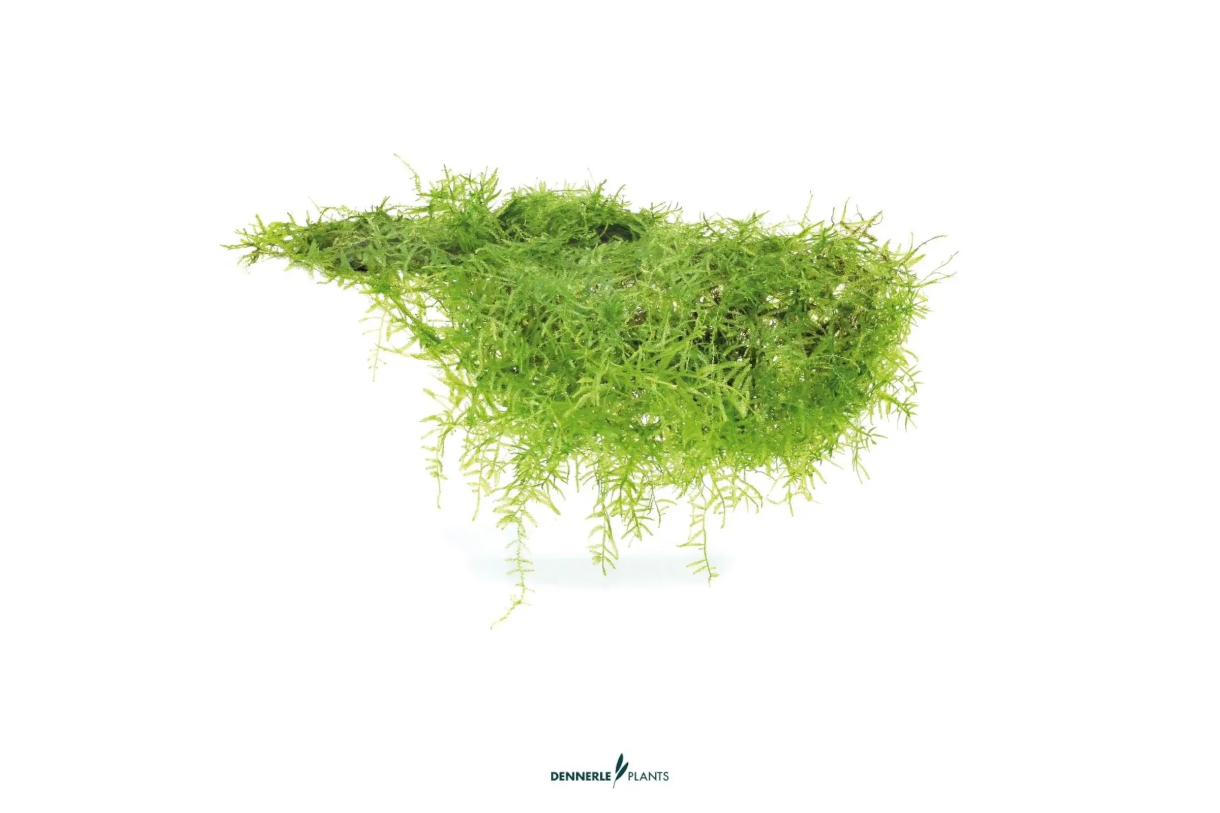 Mousse de Bogor, Taxiphyllum barbieri, tapis 9x9 cm