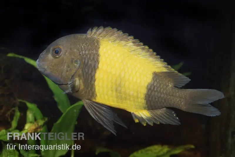 Tropheus Kaiser-Ikola, Tropheus moorii « Kaiser Ikola », élevage allemand