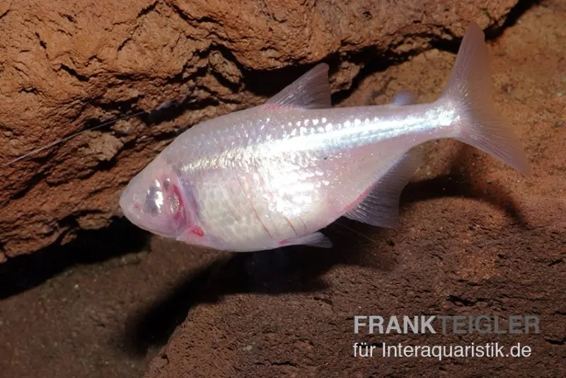 Tétra aveugle des cavernes, Astyanax fasciatus mexicanus, 2 cm