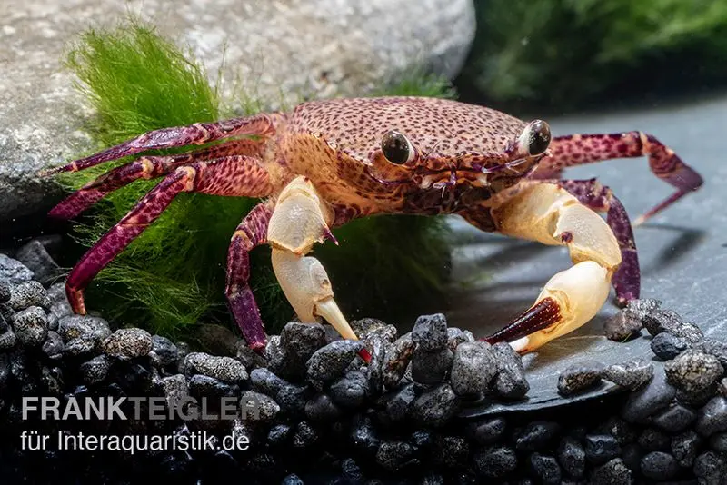Crabe à pinces blanches, Syntripsa flavichela