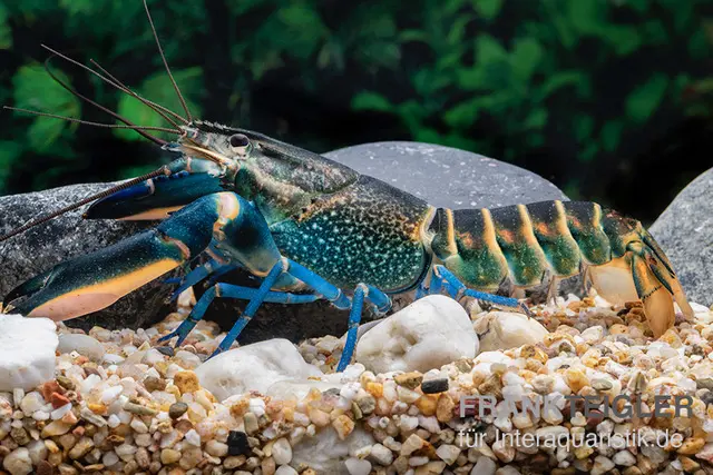 Écrevisse bleu foncé variante II, Cherax sp. "Blue Moon Type II"