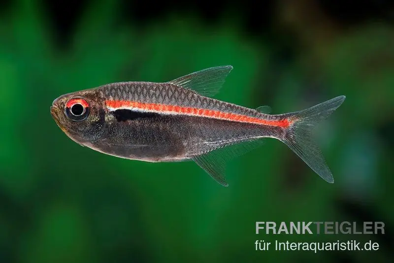 Tétra à lueur d’Amapá, Hyphessobrycon amapaensis