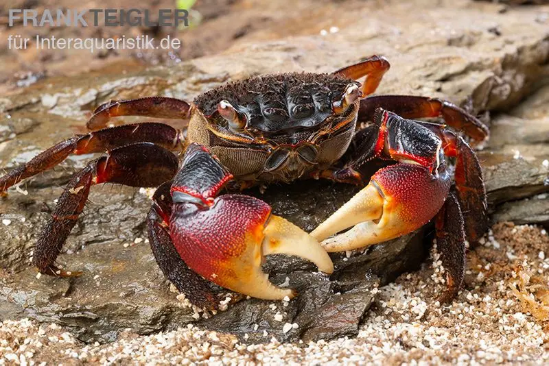 Crabe araignée, Neosarmatium meinerti