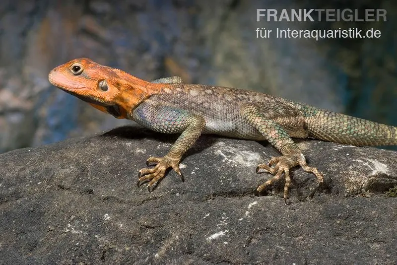 Agame des colons, Agama agama