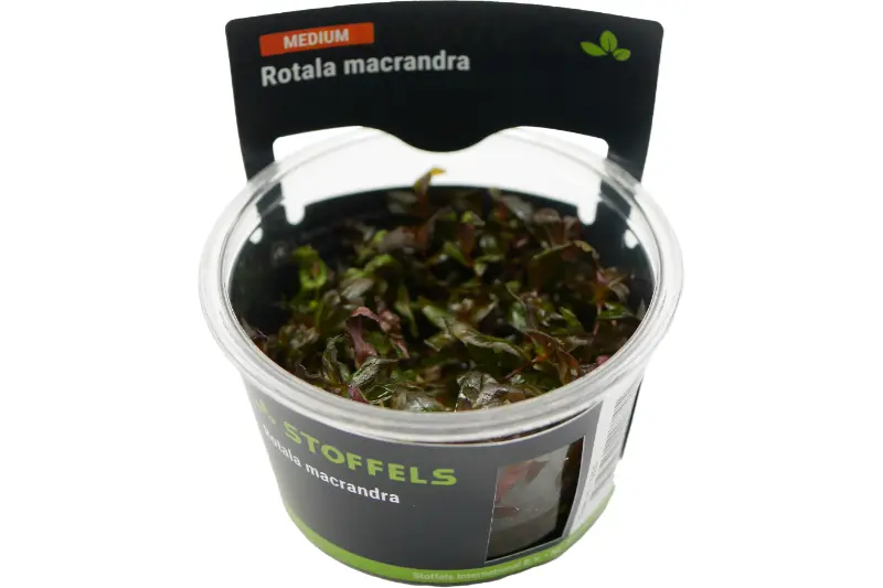 Rotala à feuilles denses, Rotala macrandra, In Vitro