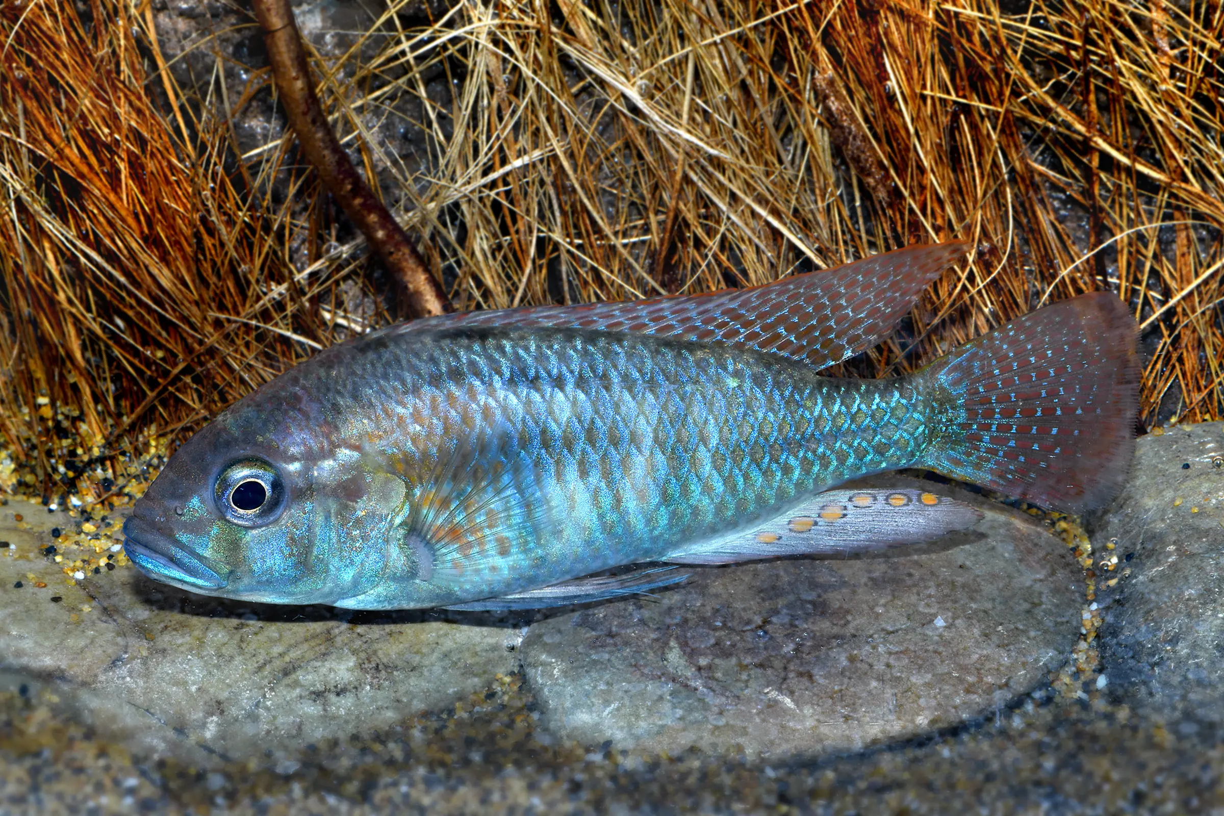 Incubateur buccal de Burton, Astatotilapia burtoni, élevage allemand