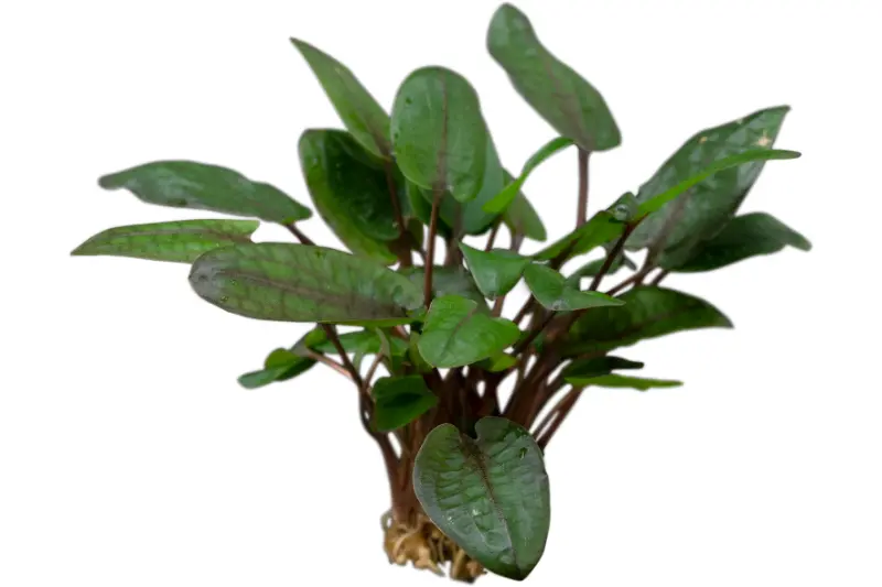 Cryptocoryne de Tropica, Cryptocoryne wendtii « Tropica », en pot