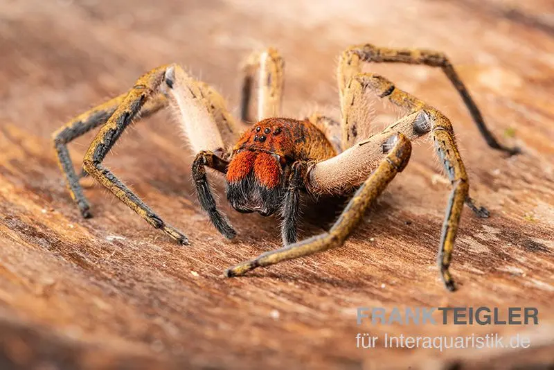 Araignée à crochets rouges, Piloctenus haematostoma
