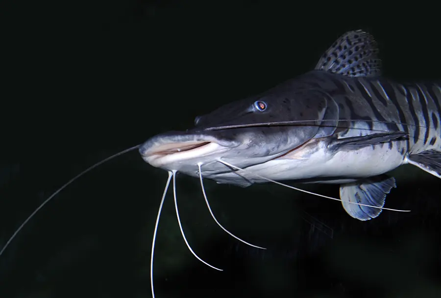 Silure-spatule tigre Surubim, Pseudoplatystoma fasciatum