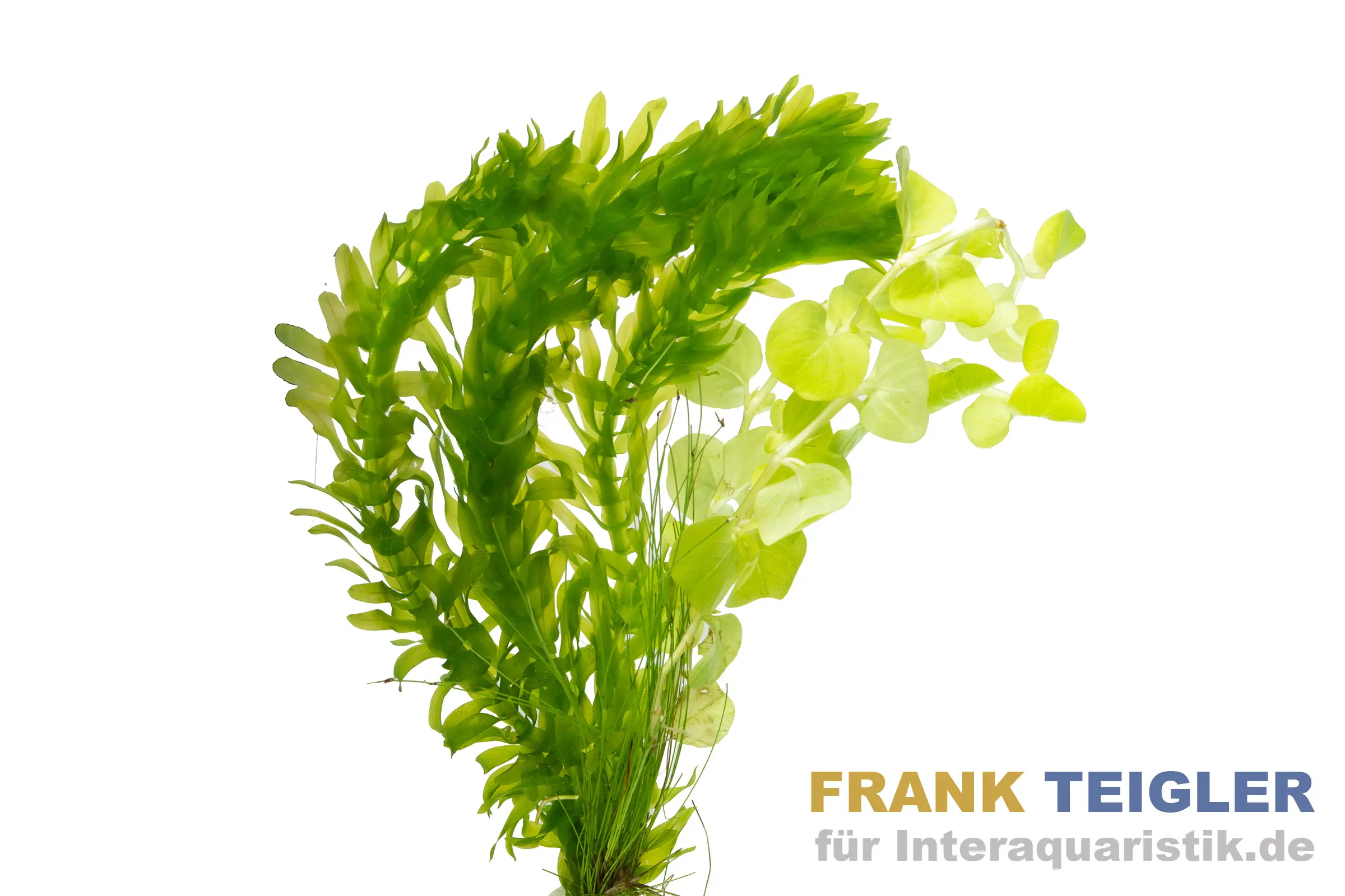 Mix eau froide, 2 espèces de plantes d’eau froide, en botte