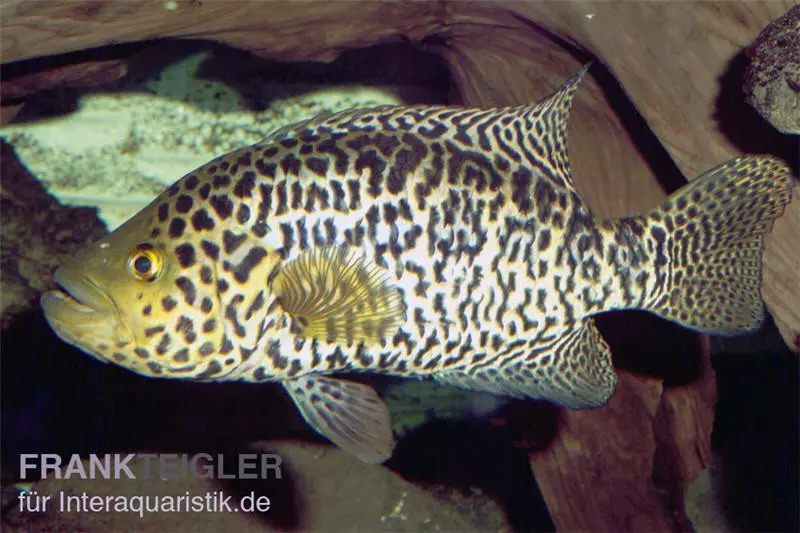 Cichlidé jaguar, Parachromis managuensis