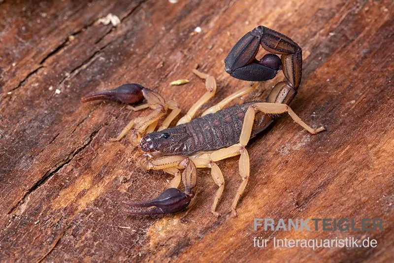 Scorpion d’écorce d’Amérique centrale, Centruroides margaritatus