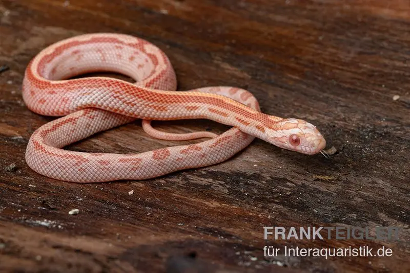 Serpent des blés, Pantherophis guttatus AMEL MOTLY STRIPED
