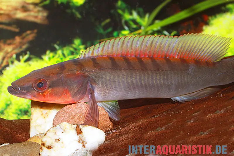 Cichlidé peigne gris, Crenicichla johanna