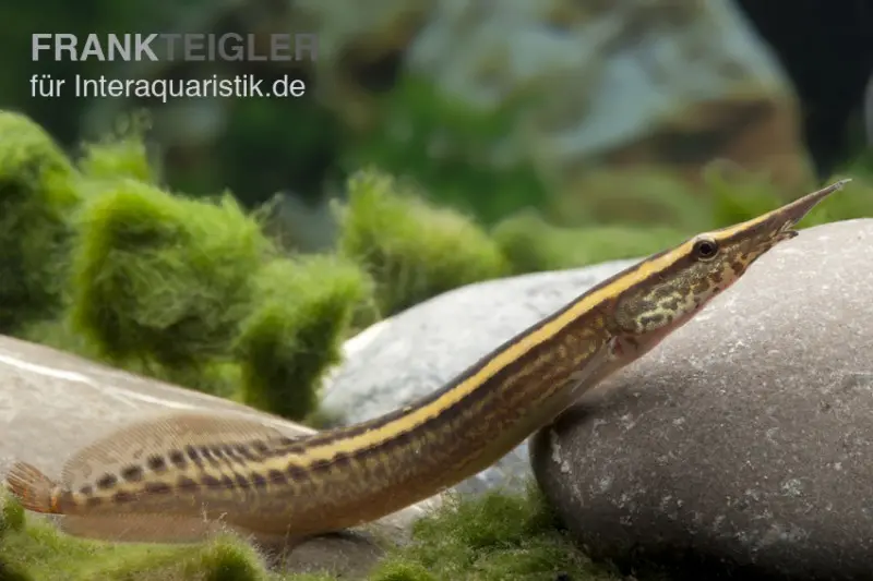 Anguille épineuse, Macrognathus lineatomaculatus