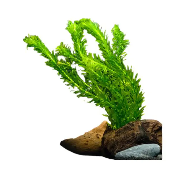 Plantes de bassin vivaces