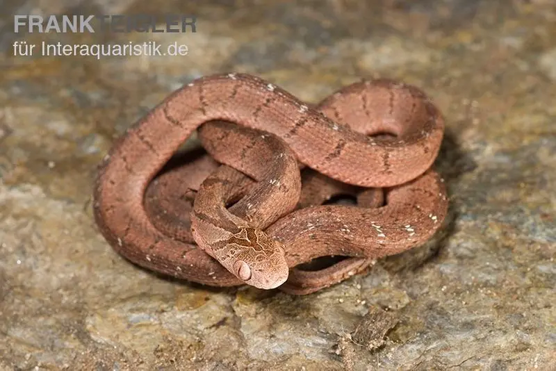 Serpent mangeur d’œufs de Gans, Dasypeltis gansi