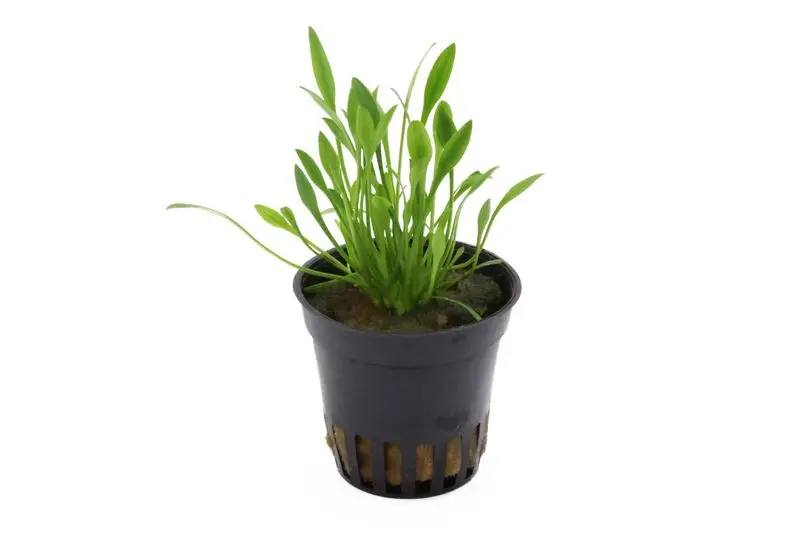 Cryptocoryne naine, Cryptocoryne parva, en pot