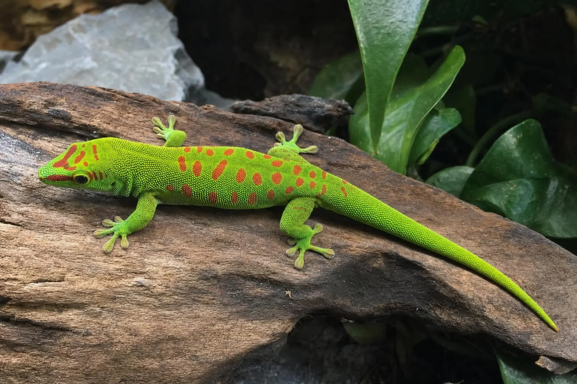 Grand gecko diurne de Madagascar, Phelsuma grandis
