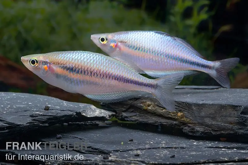 Poisson arc-en-ciel de la rivière Kameng, Melanotaenia sp. « Kameng River » 