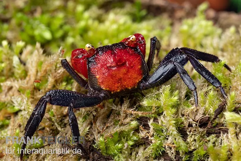 Crabe vampire rouge, Geosesarma hagen (Red Devil Crab)