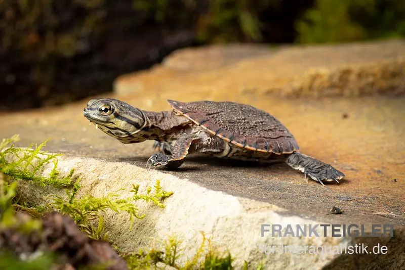 Tortue à tête de crapaud sombre, Phrynops geoffroanus