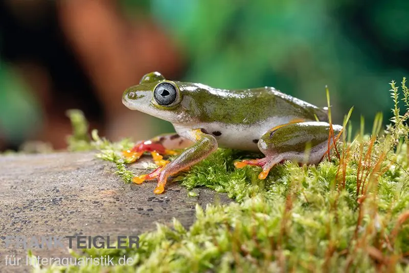 Grenouille roseau africaine, Hyperolius concolor