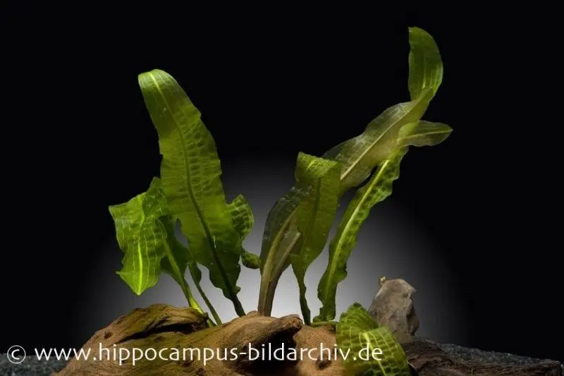 Épi d’eau de Boivin, Aponogeton boivinianus, tubercule