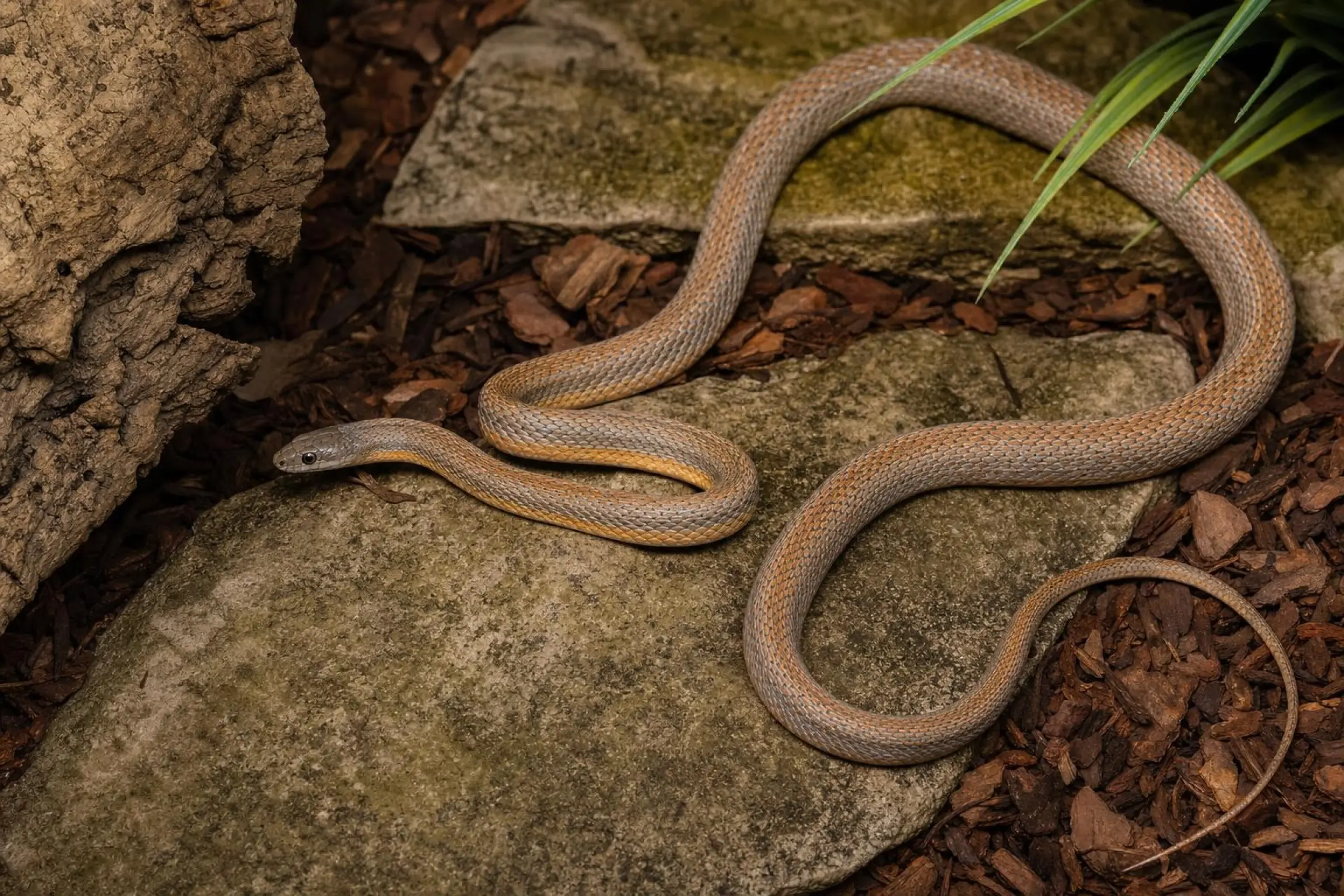 Couleuvre grimpeuse de Baird, Pantherophis bairdi